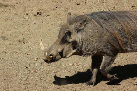 非洲 肉赘 野猪 哺乳动物 野生动物 动物 非洲人 日晷