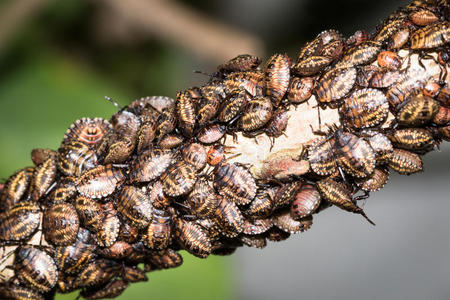 生物屏蔽臭虫幼虫照片