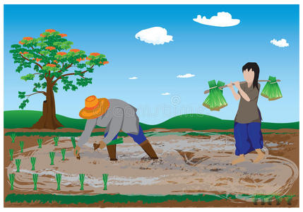 切割器 挖掘 小屋 农业 乡村 幼苗 公司 木柴 大米 农民