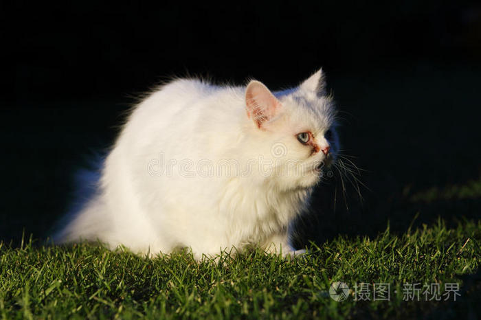 肖像 甜的 毛皮 领域 颜色 猫科动物 可爱的 宠物 基蒂