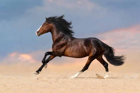 飞奔的马图片-飞奔的马素材-飞奔的马插画-摄图新视界