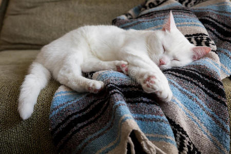 爪子 毯子 沙发 蔓延 可爱的 动物 毛皮 说谎 沉睡 休息