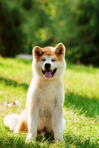 小狗 宠物 眼睛 肖像 犬科动物 美丽的 秋田 日本人 可爱极了