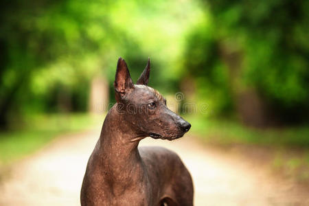 科洛里茨库因特利犬，墨西哥无毛犬在夏天站在户外