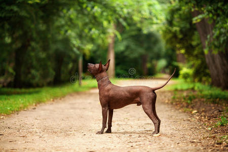 科洛里茨库因特利犬，墨西哥无毛犬在夏天站在户外