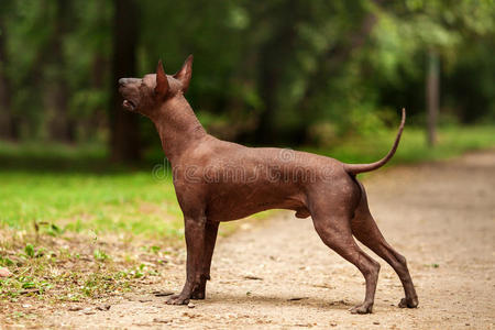 科洛里茨库因特利犬，墨西哥无毛犬在夏天站在户外