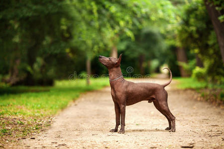 科洛里茨库因特利犬，墨西哥无毛犬在夏天站在户外