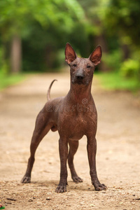 科洛里茨库因特利犬，墨西哥无毛犬在夏天站在户外