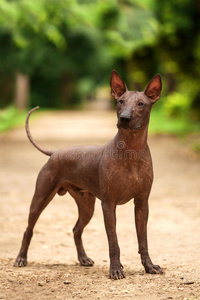 科洛里茨库因特利犬，墨西哥无毛犬在夏天站在户外