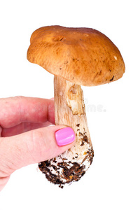 食物 自然 特写镜头 蘑菇 烹饪 蔬菜 真菌 波西尼 季节