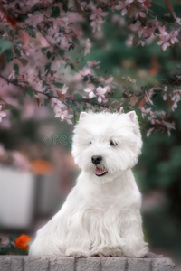 可爱的西部高地白色猎犬在一个郁郁葱葱的公园。