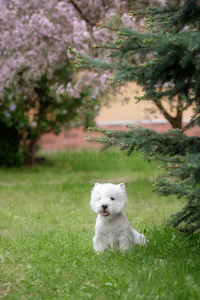 可爱的西部高地白色猎犬在一个郁郁葱葱的公园。