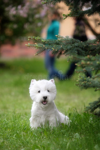 可爱的西部高地白色猎犬在一个郁郁葱葱的公园。