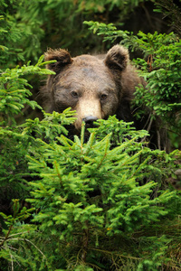 棕熊Ursusarctos在自然界中