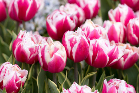 颜色 荷兰 风景 开花 粉红色 公司 紫色 自然 花展 花园