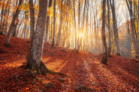五颜六色的秋天景观，有树木和橙色的叶子。 山