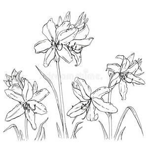 手绘图案花朵黄花菜照片