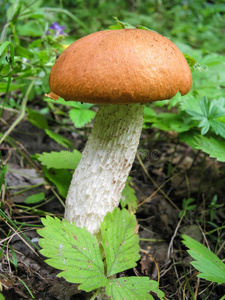 食用蘑菇枳壳，橙皮帽