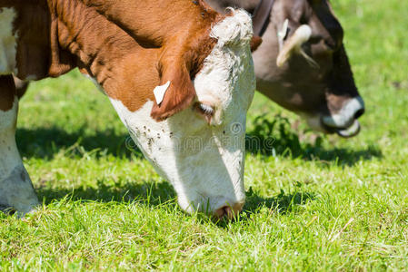 棕色的白色牛在新鲜的绿色草地上吃草
