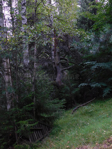 林地 风景 自然 植被 半岛 生物群系 生活 植物 夏天