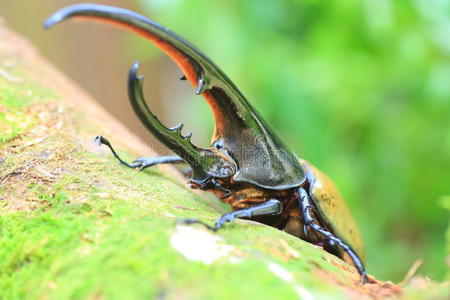 大力士甲虫照片