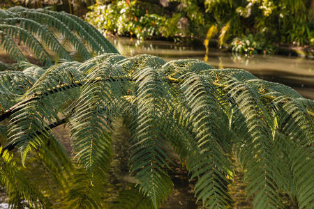 植被 雨林 丛林 蕨类植物 植物 新的 新西兰 特写镜头