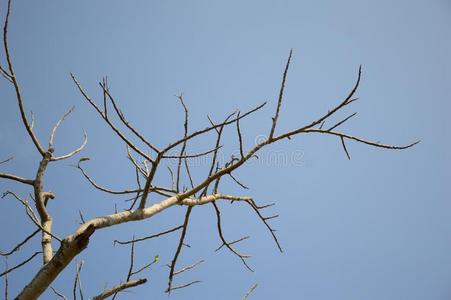 树的枯枝图片