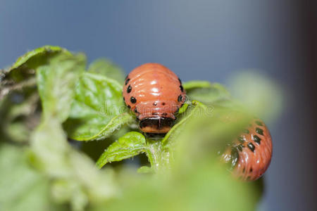斑纹 甲虫 马铃薯 农场 树叶 蛴螬 夏天 缺陷 幼虫 害虫