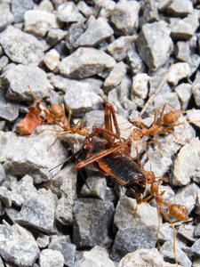 昆虫 特写镜头 动物群 蚂蚁 害虫 野生动物 团队 缺陷
