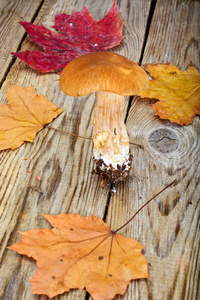 夏天 特写镜头 秋天 真菌 蘑菇 植物 松木 公司 帽子