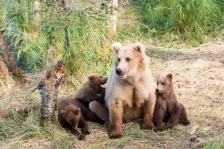 阿拉斯加棕熊母猪和幼崽