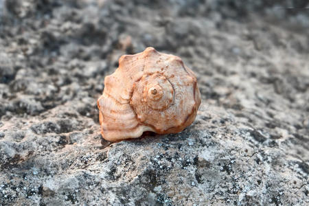 海螺海螺在海岸某处的岩石上,正面看到浅深的田野照片