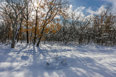 雾凇 风景 早晨 松木 小山 寒冷的 美丽的 季节 雪堆