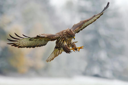 会飞的猎物鸟. 鸟儿在雪林里张开翅膀. 来自大自然的动作场景.