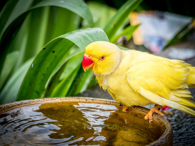 五颜六色的黄色鹦鹉，站在碗上