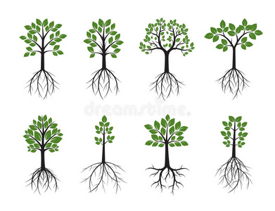 树叶 花园 生态学 夏天 生物 自然 公园 森林 要素 植物