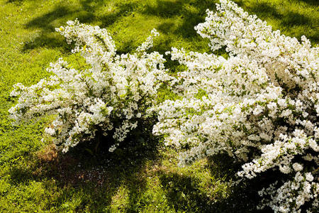 公园 颜色 夏天 美女 草地 草坪 后面 植物 风景 美丽的