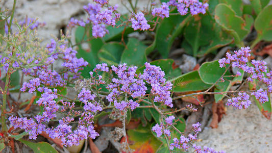 第一 自然 集群 风景 芳香 紫色 植物区系 开花 哈代