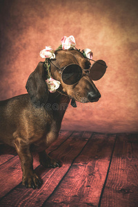 戴着太阳镜和花在头上的达奇森德狗