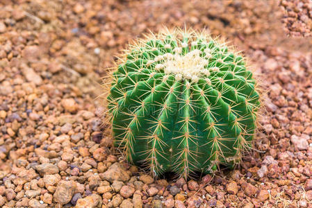 沙漠 救济 生活 棘球绦虫 生长 复制 植物 脊柱 植物学