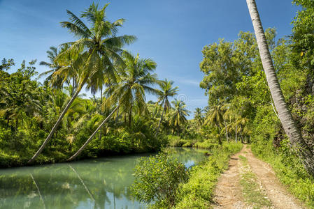 印度尼西亚椰子棕榈的乡村道路