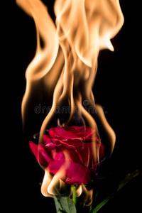 玫瑰着火了照片