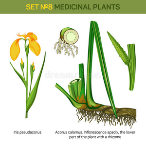 草药 菖蒲 灌木 草本植物 树叶 医学 降低 花园 花的