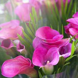 马蹄莲花关闭图片