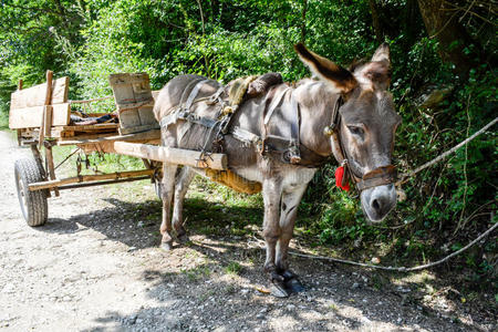 驴车图片