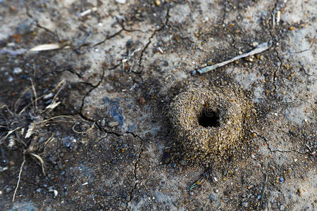 地上的蚂蚁洞照片