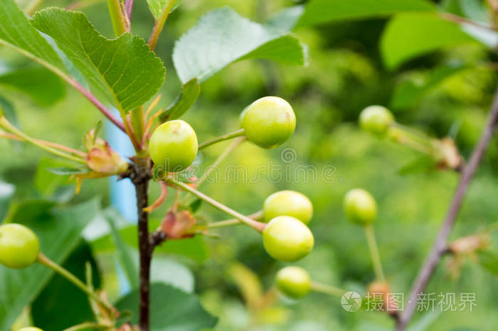 水果 季节 公园 细枝 生长 夏天 维生素 甜的 灌木 花园