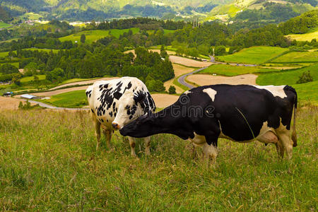 在葡萄牙亚速尔群岛的草地上，两只奶牛互相照顾。