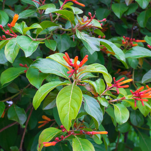颜色 芒种 专利 灌木 植物 花瓣 红发 猩红 自然 植物区系