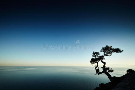 夕阳下的树与海。克里米亚景观